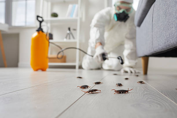 Commercial Kitchen Cockroach Control in Zephyrhills South